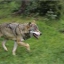 Mostra speciale "I Tre Grandi - orso, lupo, lince"