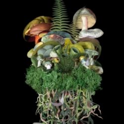 Funghi – la storia culturale dei funghi da Ötzi ad oggi