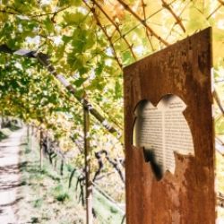 Weinlehrpfad: Geführte Wanderung des Weinguts Schloss Plars