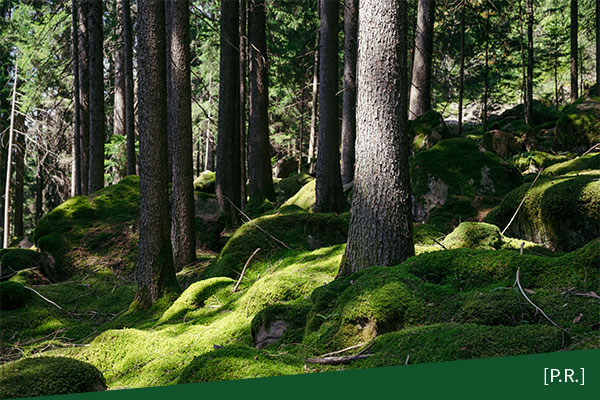 Respiro del bosco - quando il bosco respira, respiriamo anche noi